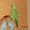 Ожереловый попугай - Изображение #3, Объявление #86741