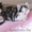 Трехцветный котенок-девочка, 3 мес. – В ДАР - на удачу и счастье - Изображение #3, Объявление #85150