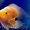Рыбки аквариумные #77517