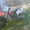 KTM 65 SX мотокросс - Изображение #1, Объявление #98980