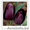 Продажа тюльпанов, лилий, геоцинтов, крокусов в Беларуси оптом и в розницу. - Изображение #1, Объявление #111180