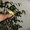 волнистые попугаи - Изображение #1, Объявление #107006