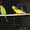 волнистые попугаи - Изображение #2, Объявление #107006