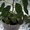 Продам растения Молочая (взрослые и детки) - Изображение #2, Объявление #115936