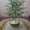 Декоративные деревья из бисера - Изображение #1, Объявление #128682