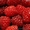 саженцы малины крупноплодной бесшипной, клубника, декоративные растения - Изображение #3, Объявление #135072