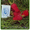 саженцы малины крупноплодной бесшипной, клубника, декоративные растения - Изображение #2, Объявление #135072