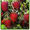 саженцы малины крупноплодной бесшипной, клубника, декоративные растения - Изображение #1, Объявление #135072