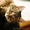 Котенок Сникерс – 4 мес., тигрового окраса – В ДАР - Изображение #1, Объявление #126260
