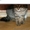Котенок Сникерс – 4 мес., тигрового окраса – В ДАР - Изображение #5, Объявление #126260
