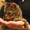 Котенок Сникерс – 4 мес., тигрового окраса – В ДАР - Изображение #2, Объявление #126260