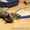 Котенок Сникерс – 4 мес., тигрового окраса – В ДАР - Изображение #4, Объявление #126260