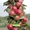 Саженцы яблони, смородины, малины, груши, вишни, черешни, абрикоса, крыжовника и - Изображение #5, Объявление #146881