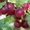 Саженцы яблони, смородины, малины, груши, вишни, черешни, абрикоса, крыжовника и - Изображение #10, Объявление #146881