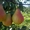 Саженцы яблони, смородины, малины, груши, вишни, черешни, абрикоса, крыжовника и - Изображение #4, Объявление #146881