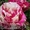 Саженцы клематисов, роз и других декоративных кустарников из личной ко - Изображение #2, Объявление #159415