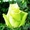 Саженцы клематисов, роз и других декоративных кустарников из личной ко - Изображение #4, Объявление #159415