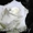 Саженцы клематисов, роз и других декоративных кустарников из личной ко - Изображение #8, Объявление #159415