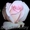 Саженцы клематисов, роз и других декоративных кустарников из личной ко - Изображение #1, Объявление #159415