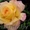 Саженцы клематисов, роз и других декоративных кустарников из личной ко - Изображение #6, Объявление #159415