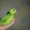 попугай ожереловый птенцы - Изображение #4, Объявление #267404