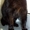 Кошка НИКИЯ – жгучая брюнетка - Изображение #1, Объявление #279496