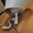 Раковина Cersanit со смесителем, сливом и шлангами - Изображение #3, Объявление #264655