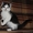 Очаровательный котенок-девочка (2 мес.) в добрые руки - Изображение #1, Объявление #266950