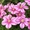 Крупноцветковые клематисы в Мнске и почтой по Беларуси - Изображение #4, Объявление #297535