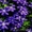 Крупноцветковые клематисы в Мнске и почтой по Беларуси - Изображение #3, Объявление #297535