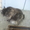 найдена кошечка (кот) в Уручье (Минск) - Изображение #2, Объявление #355805