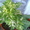 комнатные растения Курасовщина - Изображение #1, Объявление #340173