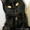 Изящная пантерка-кошка Лика - Изображение #3, Объявление #435563