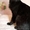 Изящная пантерка-кошка Лика - Изображение #1, Объявление #435563