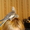 Попугай корелла 1.5мес. Ручные как котята  - Изображение #4, Объявление #431778