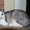 КАЙ - серебристо-белый котенок-подросток (8 мес.) - Изображение #2, Объявление #511888