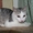 КАЙ - серебристо-белый котенок-подросток (8 мес.) - Изображение #1, Объявление #511888