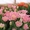 Тюльпаны и гиацинты к 8 марта - Изображение #1, Объявление #508255