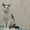 ГЛАША - бело-лесная уютная кошка - Изображение #1, Объявление #555467