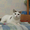ГЛАША - бело-лесная уютная кошка - Изображение #2, Объявление #555467