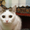 ГЛАША - бело-лесная уютная кошка - Изображение #3, Объявление #555467