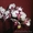 Орхидея фаленопсис дендробиум ванда - Изображение #3, Объявление #541466