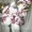 Орхидея фаленопсис дендробиум ванда - Изображение #5, Объявление #541466