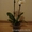 Орхидея фаленопсис дендробиум ванда