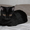 МЕРЛИН - волшебный котенок, прим. 5,5 мес - Изображение #1, Объявление #563059