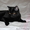 МЕРЛИН - волшебный котенок, прим. 5,5 мес - Изображение #2, Объявление #563059