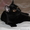 МЕРЛИН - волшебный котенок, прим. 5,5 мес - Изображение #3, Объявление #563059