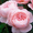 продаю саженцы роз - Изображение #2, Объявление #631006