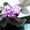 Цветы- фиалки, спацифиллумы, дифенбахии 40 тыс - Изображение #2, Объявление #631269