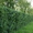 кустарники для живых изгородей боярышник, бирючину